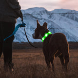 Omeril LED Dog Collar – BC762 Light-Up Safety Collar (Rechargeable, Reflective)